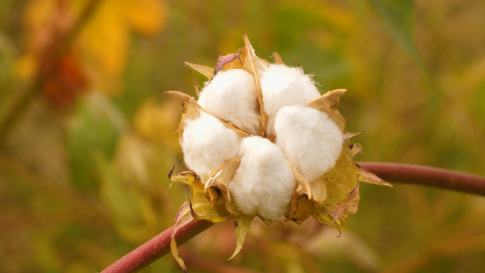 实拍棉花 棉花特写 棉花素材 棉花种植