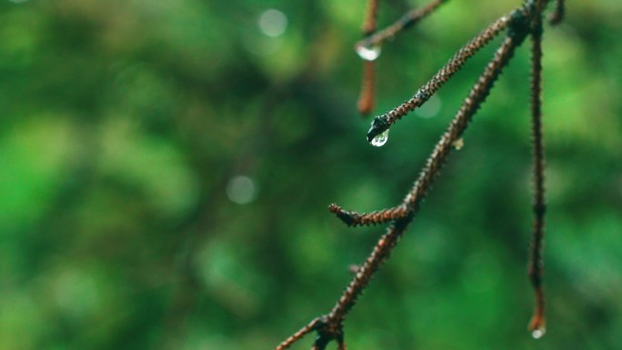雨中的松树松枝-下雨素材