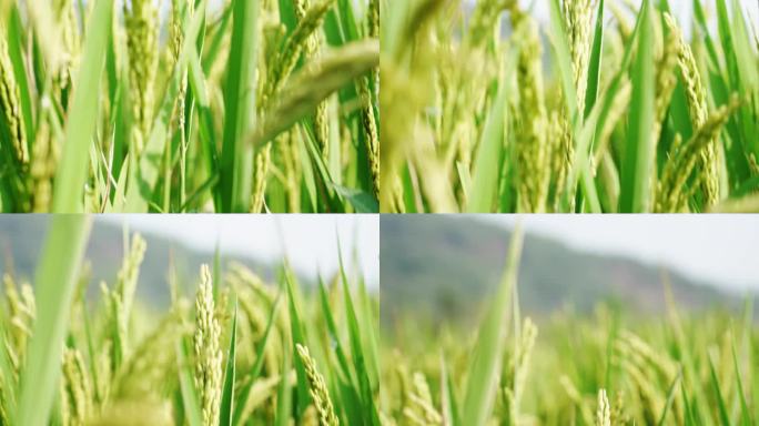 丰收在望的水稻