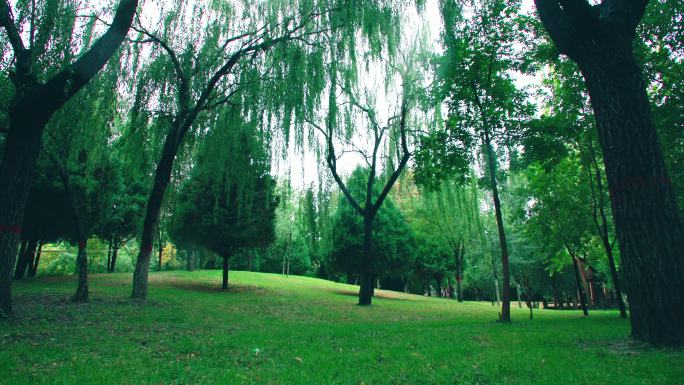 秋雨后的城市公园枫树落叶