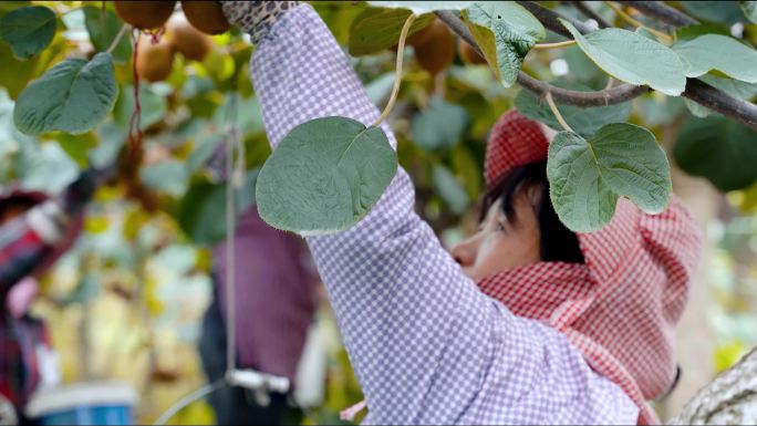 眉县猕猴桃采收季节，村民们纷纷忙碌采摘