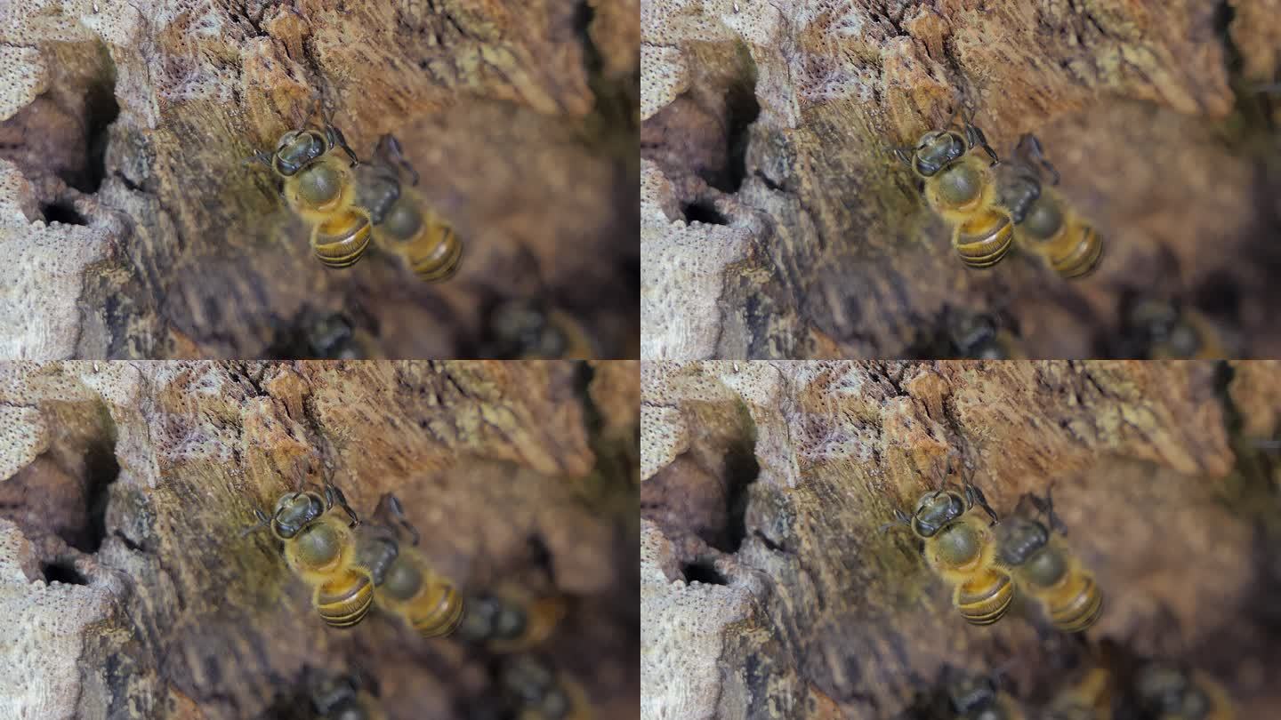 树洞里的亚洲蜜蜂。