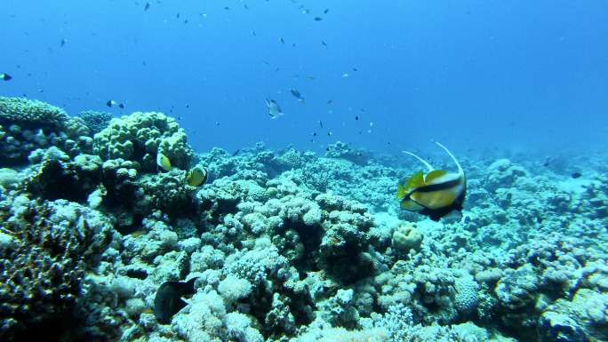 充满活力的水下珊瑚礁和热带鱼