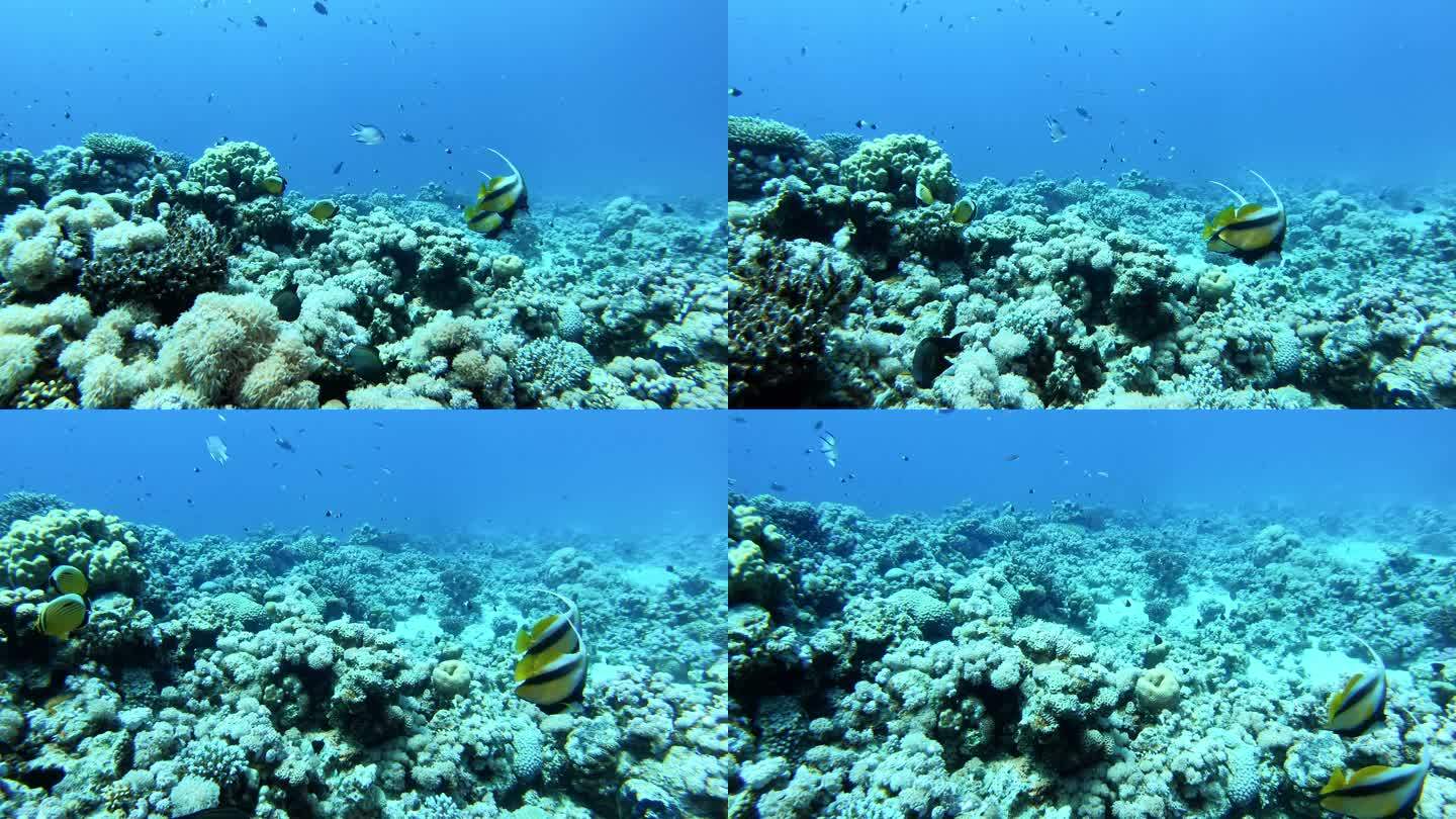 充满活力的水下珊瑚礁和热带鱼