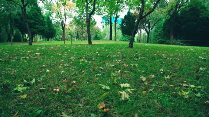 秋雨后的枫树落叶-公园风景