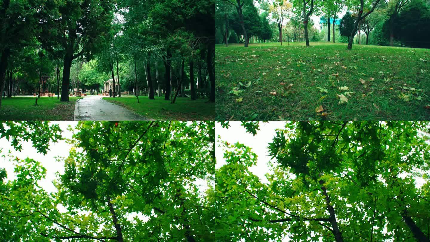 秋雨后的枫树落叶-公园风景