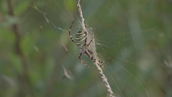 自然动物昆虫蜘蛛视频素材3