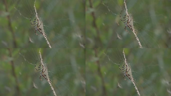 自然动物昆虫蜘蛛视频素材3