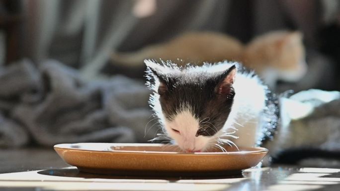 4k视频，黑白小猫在盘子里喝水，而一只姜黄色小猫在后台付款