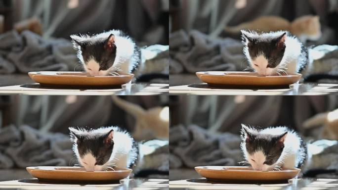 4k视频，黑白小猫在盘子里喝水，而一只姜黄色小猫在后台付款