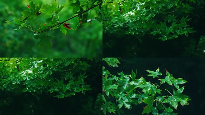 梅雨天枫树枫叶特写一组