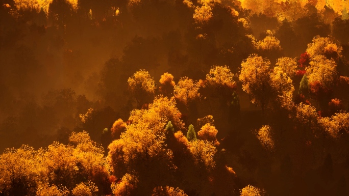 秋天森林黄叶红叶秋色