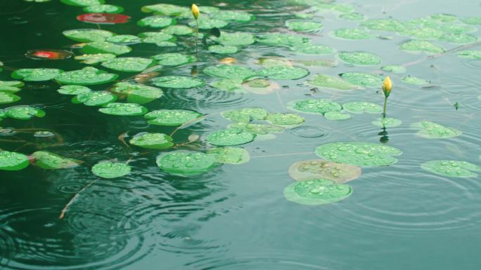 雨中浮萍睡莲水面涟漪