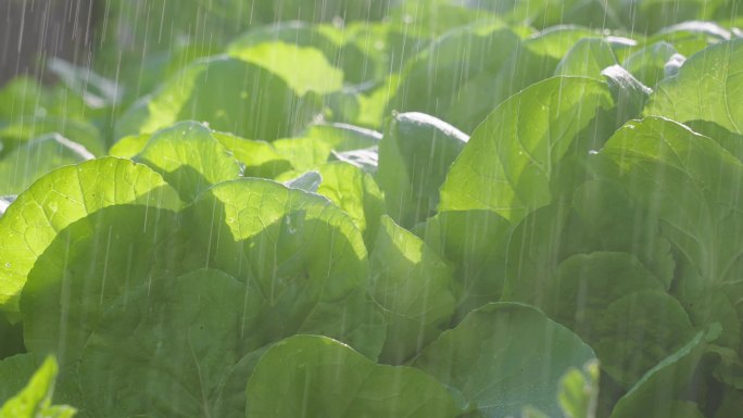 SLO MO雨滴落在田里生长的蔬菜上