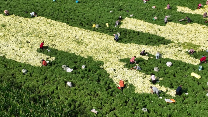 航拍采摘菊花