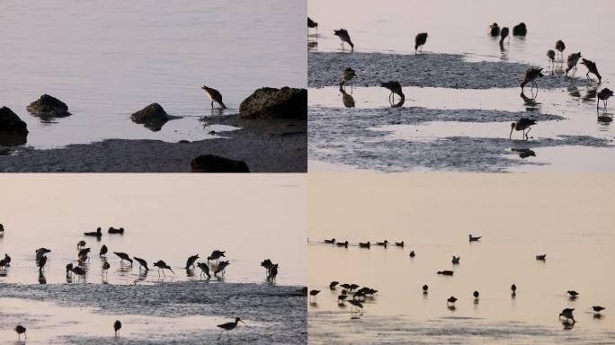 深圳湾滩涂的鸟类