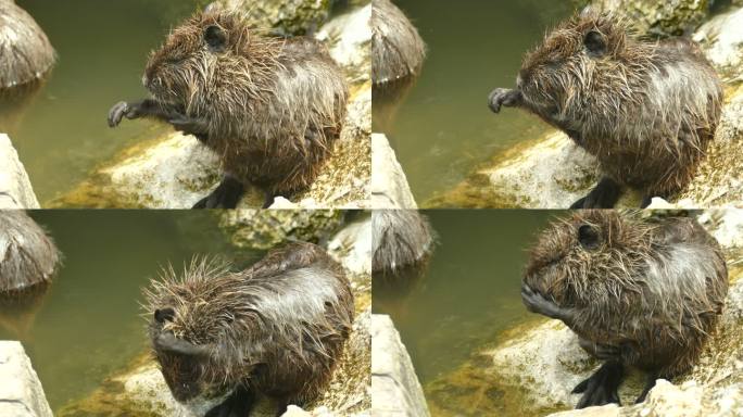 海狸鼠被河水冲走了