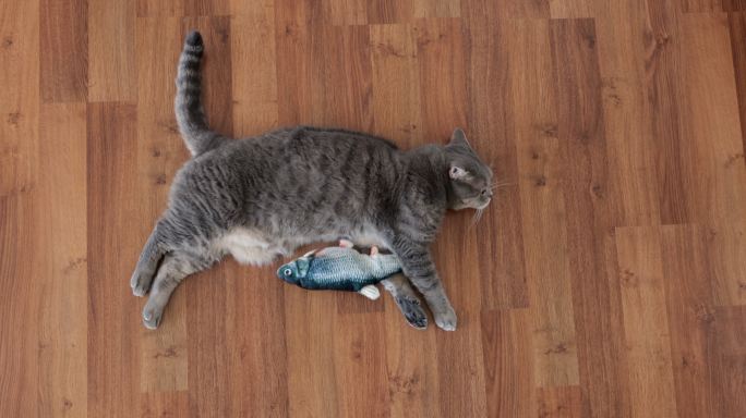 肥胖的英国短毛猫对玩具鱼不感兴趣