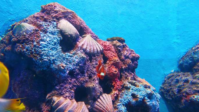 美丽的热带鱼海洋馆长沙海底世界小丑鱼