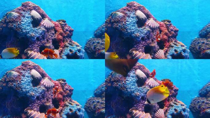 美丽的热带鱼海洋馆长沙海底世界小丑鱼