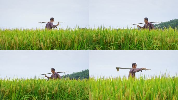 农业稻田里干活的农民