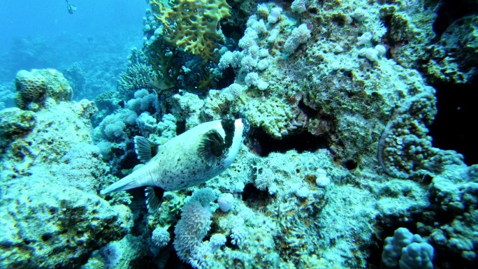 热带海珊瑚礁上漂浮的河豚鱼