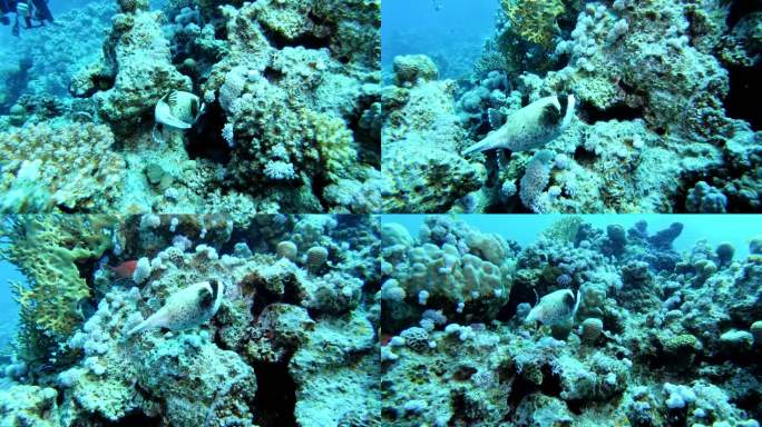 热带海珊瑚礁上漂浮的河豚鱼
