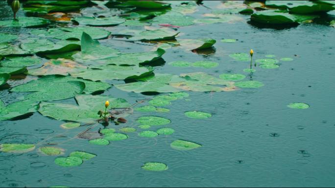 雨中湖面浮萍睡莲涟漪一组