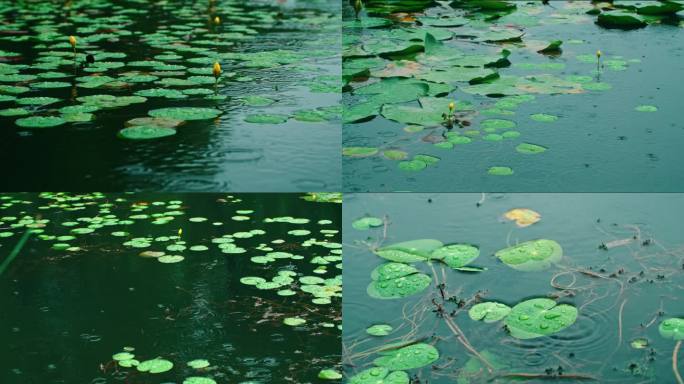 雨中湖面浮萍睡莲涟漪一组