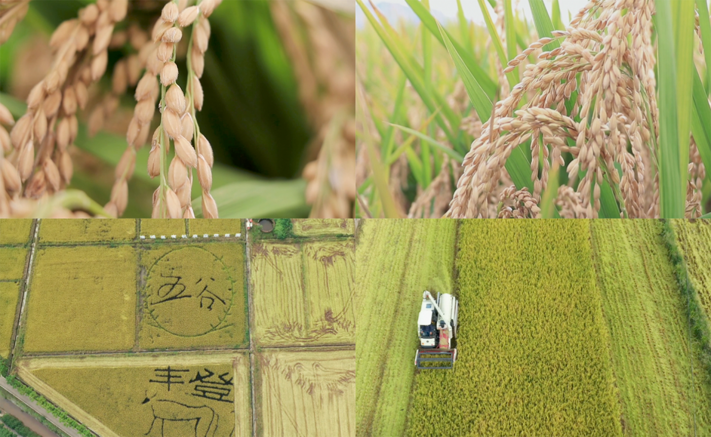 涪城水稻丰收多角度实景拍摄素材4K