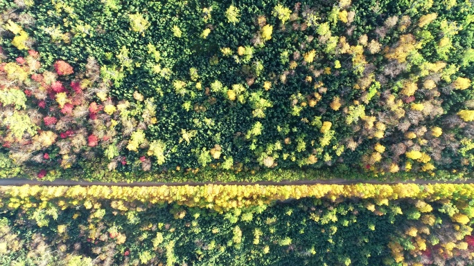 航拍秋季五彩森林山路