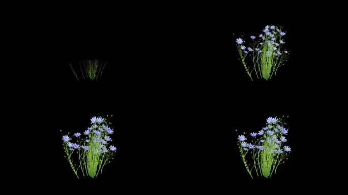 全息蓝色花花卉生长动画透明通道花开动画