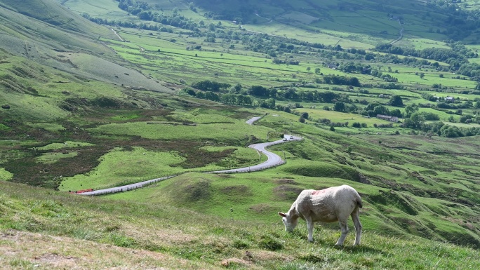 山谷上方山坡上的绵羊吃草