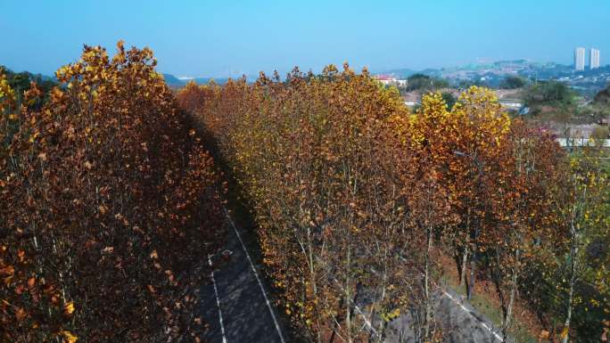 秋天公路枫树枫叶航拍