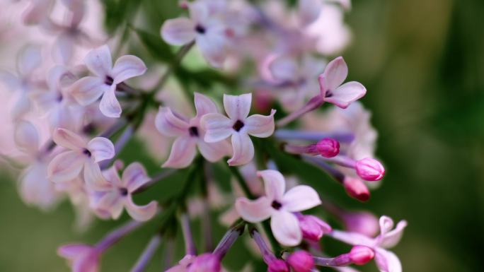 丁香花