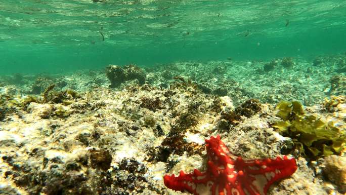水下生命。热带海洋珊瑚礁和海星