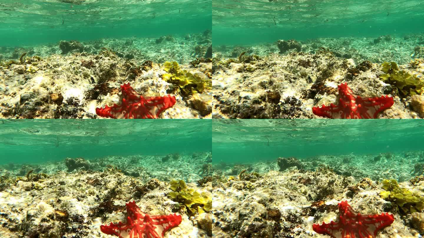 水下生命。热带海洋珊瑚礁和海星