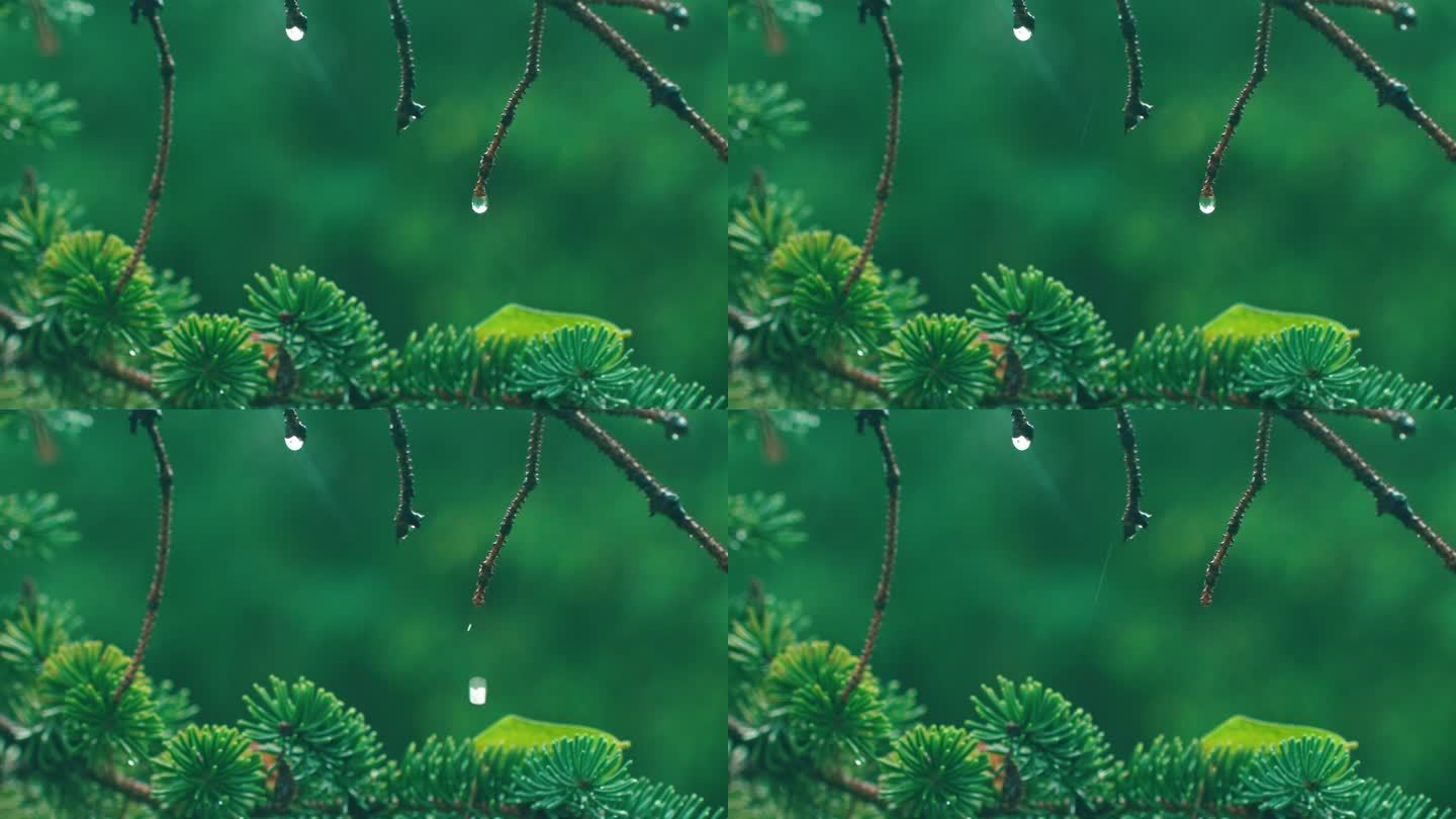 晶莹的雨滴落下-下雨素材