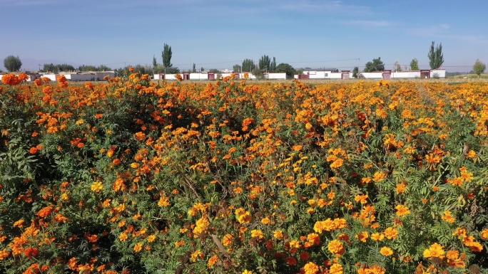 乡村农田万寿菊花海