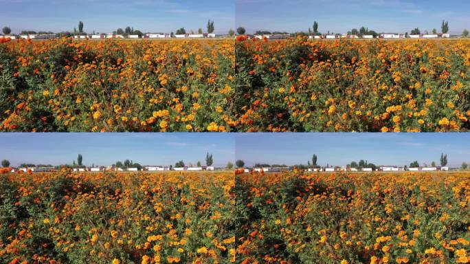 乡村农田万寿菊花海