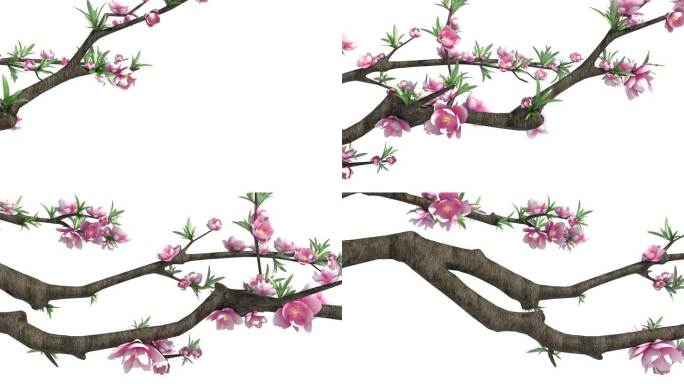 桃花植物生长动画2