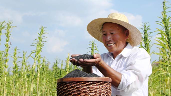 芝麻素材