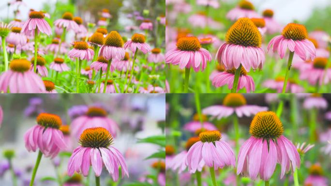 夏日风景 松果菊