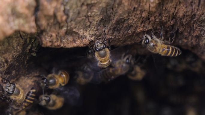 树洞里的亚洲蜜蜂。