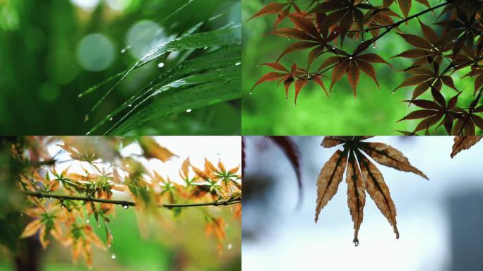 雨天空镜 雨天雨滴