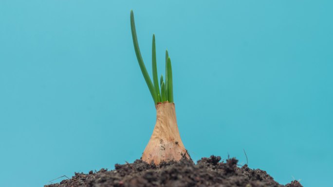 植物的生命葱生长过程延时素材