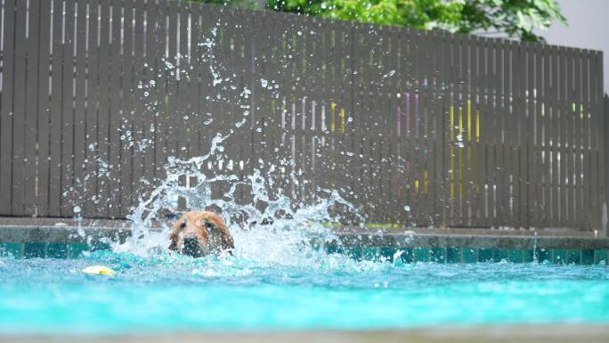 金毛猎犬在游泳池慢动作玩耍和跳跃