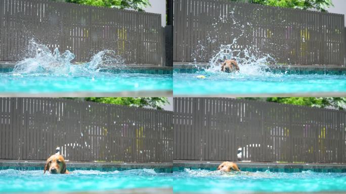 金毛猎犬在游泳池慢动作玩耍和跳跃