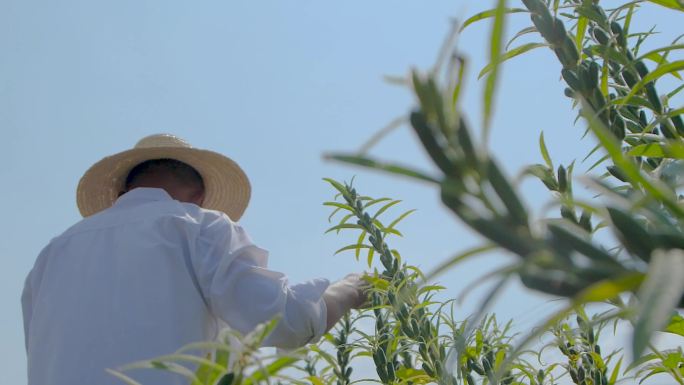 芝麻种植