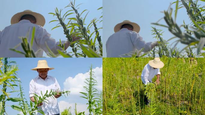 芝麻种植